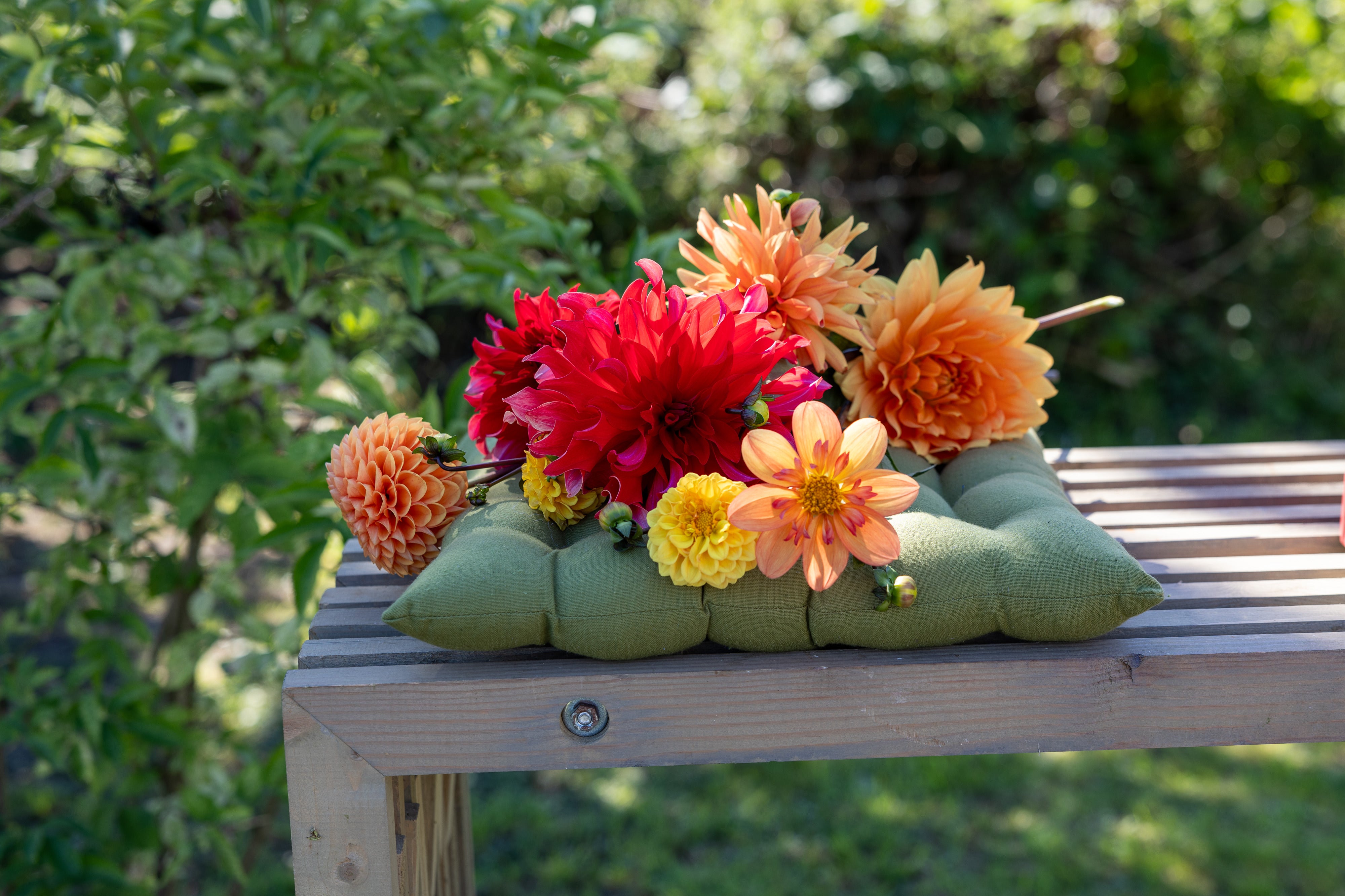 Beskæring af Dahlia og Georginer | Sådan får du flere blomster!